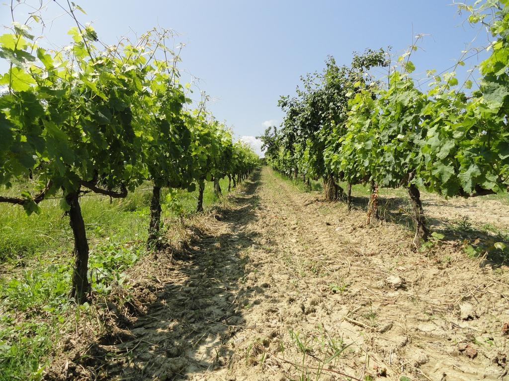 דירות Peccioli Poggio Novello מראה חיצוני תמונה